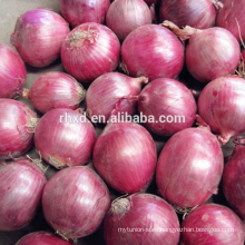 Fresh Onion supplier manufacturer Fresh Onion